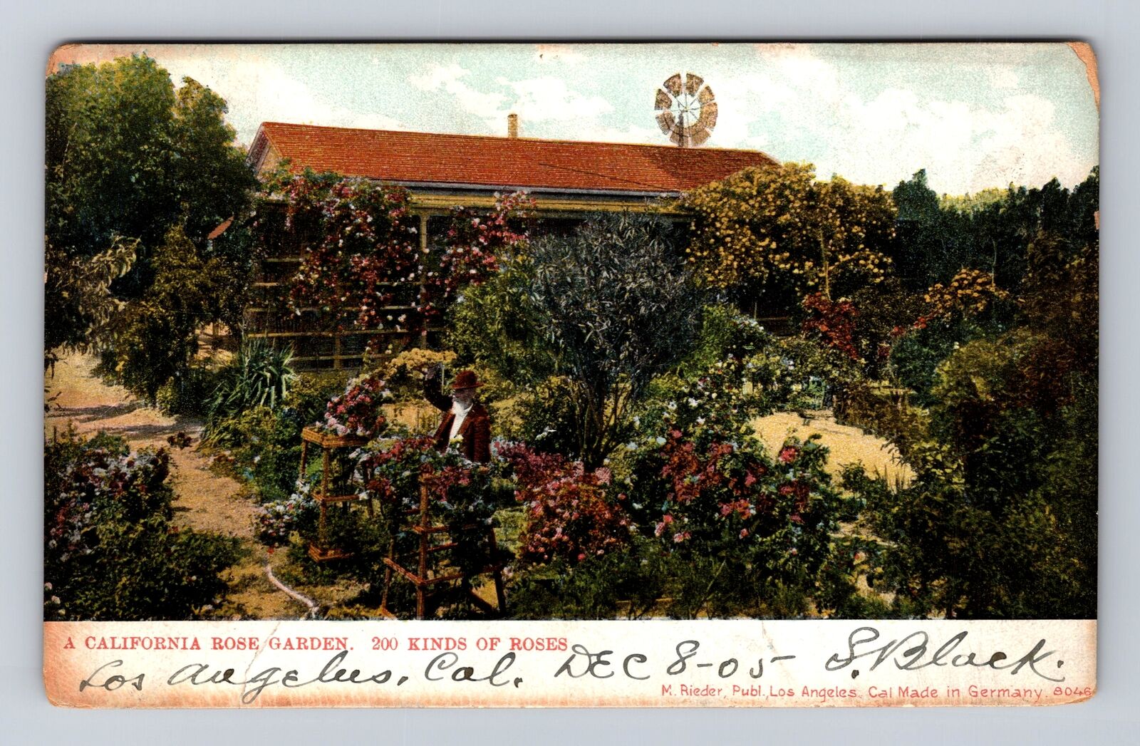 CA-California, California Rose Garden, Antique Vintage Souvenir Postcard