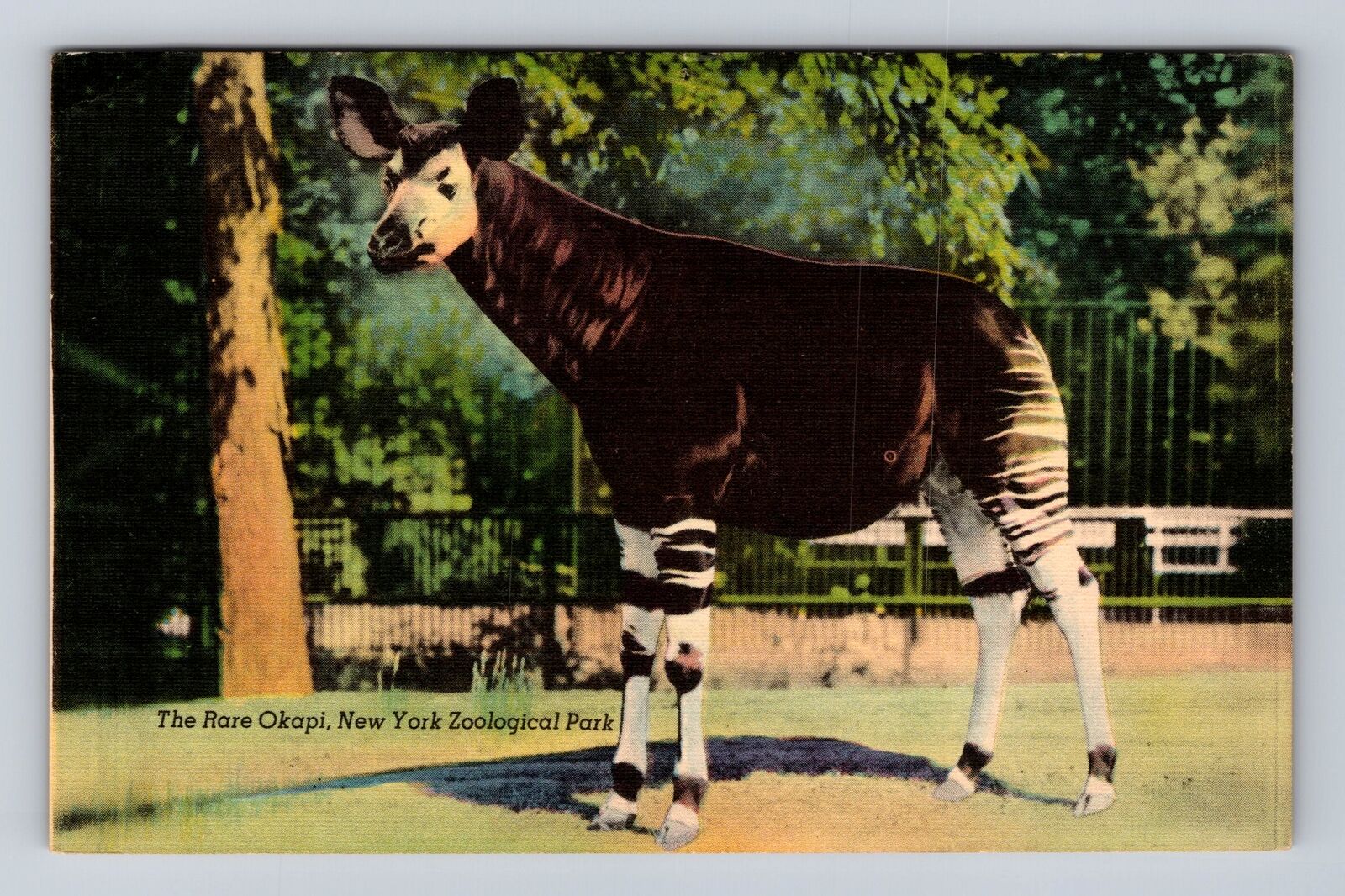 New York City NY, Okapi New York Zoological Park Vintage Souvenir Postcard