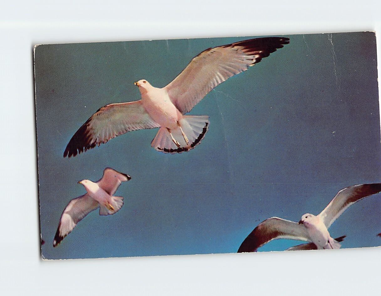 Postcard Seagull\'s Flight in the Blue Heaven\'s Height