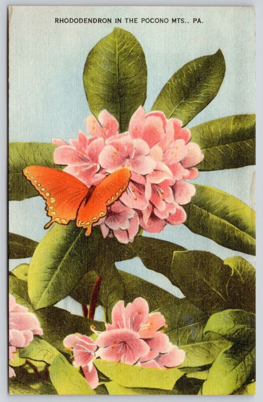 Rhododendron Pocono Mountains Pennsylvania Flower Butterfly Vintage UNP Postcard