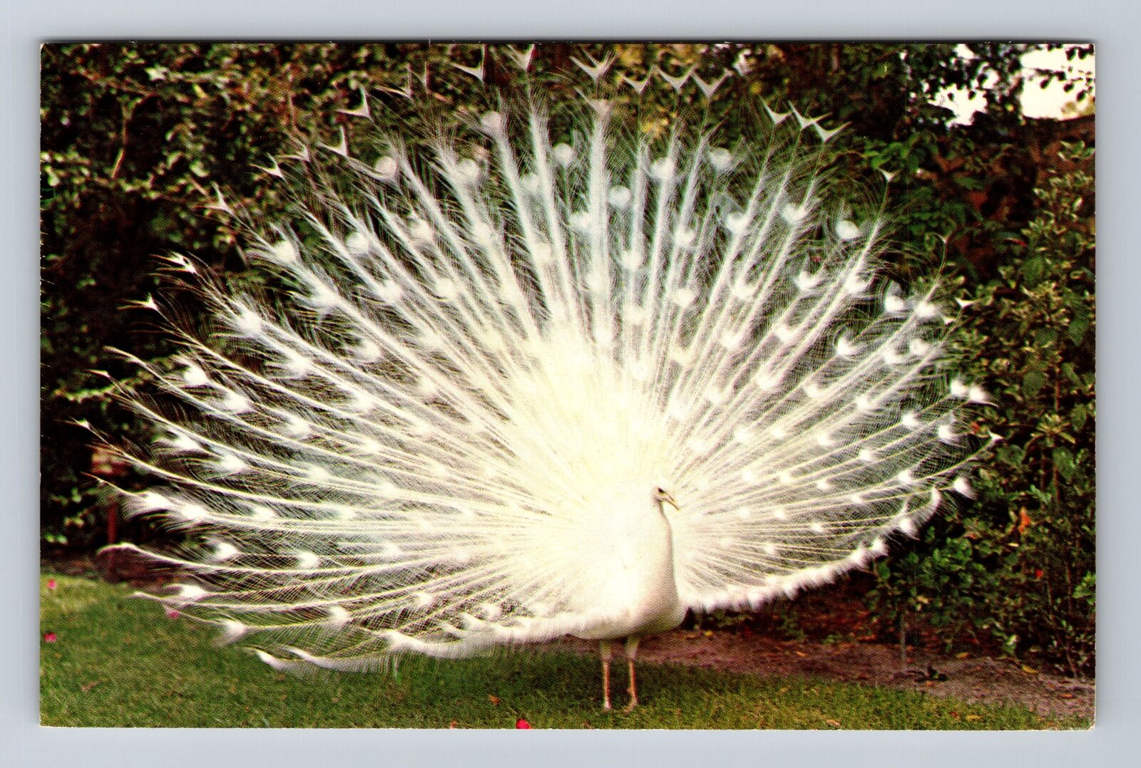 Sarasota FL-Florida, Jungle Gardens, White Peacock, Antique Vintage Postcard