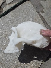 Homo Erectus Skull High Precision Replica picture