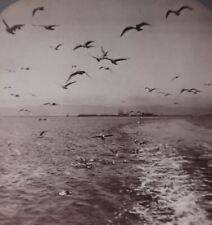 1903 SAN FRANCISCO BAY CALIFORNIA SEAGULLS ON OCEAN UNDERWOOD STEREOVIEW 33-30 picture