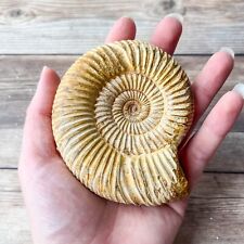 Ammonite (White) Fossil Polished; 238 g Authentic Real picture