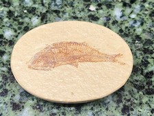 Great Diplomystus 1.25" Fossil Fish - Green River Formation, Wyoming picture