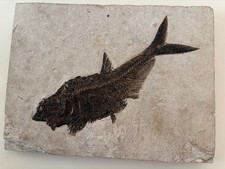 Diplomystus Denatus fish plaque 24"x 18" x 1" 53.5-48.5 Ma picture