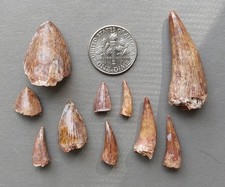 Lot of 10 Triassic Phytosaur Fossil Teeth - Chinle Formation New Mexico picture