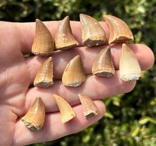 Fossil Mosasaur Teeth ONE PER PURCHASE Morocco Fossil Dinosaur Tooth picture