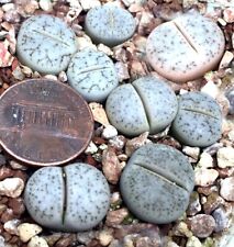 Mesembs Plant--Lithops pseudotruncatella groendrayensis C239--ONE Seedling picture