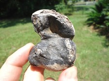 RARE MANATEE PERIOTIC INNER EAR BONE FLORIDA FOSSILS ICE AGE EXTINCT SKULL BONES picture