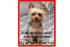 Funny Dog Yorkie Yorkshire Snacking Fridge  / Tool Box Magnet / Gift Card Insert picture