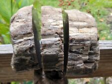 3 Pieces Arizona petrified Wood Araucaria conifer Polished A+ U.V. Reactive  picture