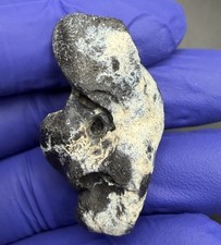 Quality Periotic Inner Ear Bone Cetacean Fossil Manatee Co. FL picture