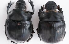 Coleoptera Scarabaeidae Scarabaeinae Heliocopris antenor A1 Male 48mm+ picture