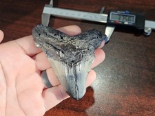 Massive 3.756 inch Angustidens shark tooth fossil from SC - No Restorations picture