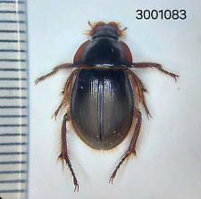 Scarabaeidae Hybosoridae sp. #1083 A1 NORTH THAILAND picture
