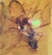 Winged Isoptera (Termite), Fossil insect inclusion in Burmese Amber picture