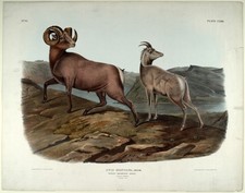 Ovis Montana Rocky Mountain Sheep Vintage Natural History Photo Reprint Wall Art picture