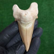 Super Quality Otodus Obliquus fossil shark tooth 3.2