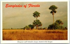 Postcard Sawgrass and Palmetto clumps stretch to the horizon - Everglades of FL picture