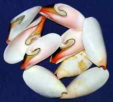 Strombus Luhuanus Conch Seashells~1