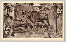 Postcard The African Buffalo picture