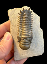 Top quality Flying Trilobite Fossil from Morocco: A Piece of Natural History picture