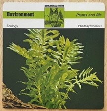 PHOTOSYNTHESIS, 1977 EDITIONS RECONTRE 4 3/4" x 4 3/4" CARD picture