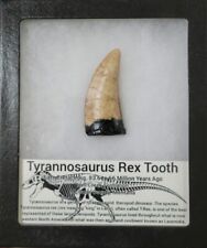 Tyrannosaurus Rex Tooth Replica Cast From Original Tooth (Hell Creek Formation) picture