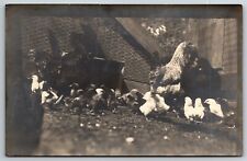 Vintage c1915 PPC Postcard - Chickens Hens in Pen Coop picture