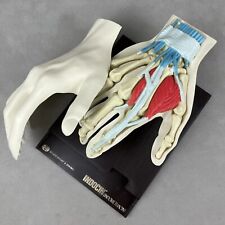 Vintage Merck Sharp & Dohme Indocin Advertising Anatomical Human Hand Model picture