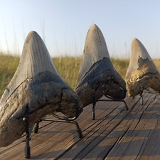 Megalodon Shark Tooth Display Stand - Metal, Adjustable, for 4in + shark teeth picture