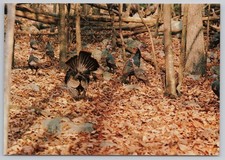 Wild Turkey Postcard Northeast PA & Southern NY by Ralph Menne, Mating Display picture