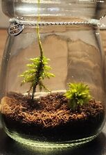 Extrimely RARE Live Rose, Tree Moss Mini Terrarium, Ecosystem, Ecosphere, Gift picture