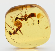 Two Extinct Sphecomyrma Ants, Fossil Inclusion in Burmese Amber picture