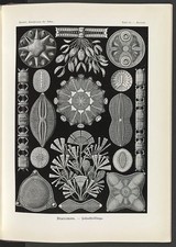 Photo:Diatom Algae Illustration 1904 Schachtellinge Botany Plate picture