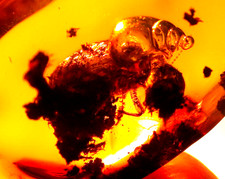 Large Methane Termite with Methane Bubble in Dominican Amber Fossil Gem picture