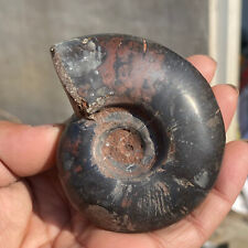 225g Natural Iron Ammonite Fossil Shell Conch Specimen Crystal Healing Display picture