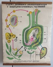 Vintage Soviet Biology Wall Chart Double Fertilization Angiosperms Wood Rods 78 picture
