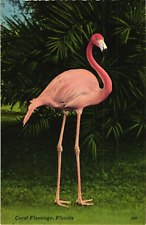 FLORIDA Miami Coral Flamingo Bird FL Vintage Postcard picture