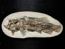 fossil fish ,perleidus, Jurong China picture