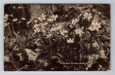 Berea KY-Kentucky, Flowers In Berea College Arboretum, Vintage c1943 Postcard picture
