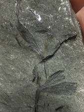 Archaeopteris Fossil Plant Leaves Late Devonian Catskill Formation PA Rare E4 picture