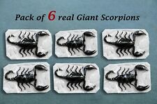 6 Real Bugs Teaching Collection Gothic Decor Entomology- as the photo shows picture