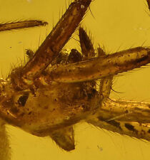 Detailed Araneae: Araneida (Spider), Fossil Inclusion in Dominican Amber picture