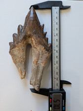 Monster Basilosaurus tooth, 5.7", NEAR WORLD RECORD size molar picture