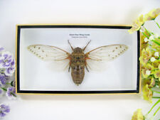 Pomponia intermedia - XXL Cicada, real giant Cicada in 3D - museum quality picture