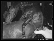 Miles City Montana 1939 Stallion Semen Collection Artificial Insemination picture
