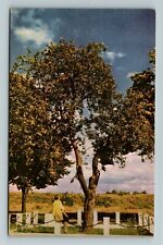 Vancouver-Canada Oldest Living Apple Tree Vancouver Army Barrack Old Postcard picture