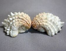 Arcinella Cornuta Spiny Jewel Box Complete Pair Sanibel Seashell Aquarium picture